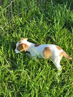 Robby, a male Jack Russell Terrier for sale in Live Oak, FL – 8 of 8