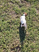 Landon, a male Jack Russell Terrier for sale in Live Oak, FL – 8 of 8