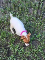 Jemma, a female Jack Russell Terrier for sale in Live Oak, FL – 7 of 8