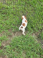 Rocco, a male Jack Russell Terrier for sale in Live Oak, FL – 6 of 8