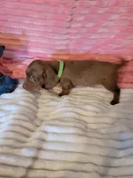 Reagan, a female Dachshund for sale in Live Oak, FL – Photo 5 of 6