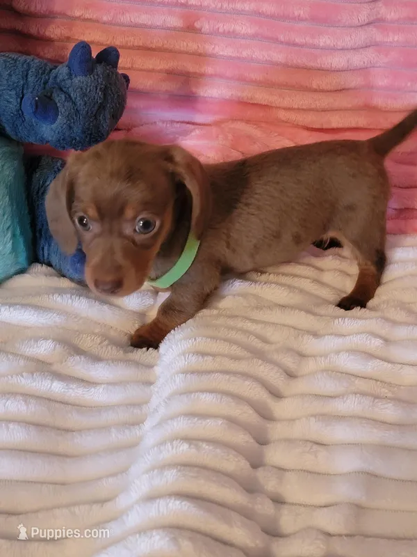 Reagan – Dachshund puppy on hold in Live Oak, FL