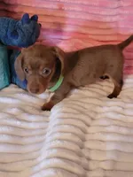 Reagan, a female Dachshund for sale in Live Oak, FL – Photo 1 of 6