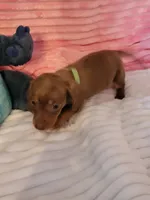 Reagan, a female Dachshund for sale in Live Oak, FL – Photo 4 of 6