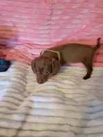 Reagan, a female Dachshund for sale in Live Oak, FL – Photo 2 of 6