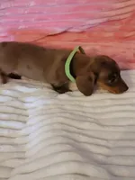 Reagan, a female Dachshund for sale in Live Oak, FL – Photo 6 of 6