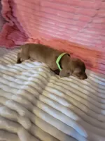 Reagan, a female Dachshund for sale in Live Oak, FL – Photo 3 of 6