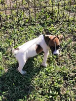 Landon, a male Jack Russell Terrier for sale in Live Oak, FL – 4 of 8