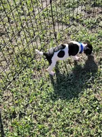 Loki, a male Jack Russell Terrier for sale in Live Oak, FL – 5 of 8