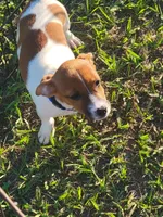 Cole, a male Jack Russell Terrier for sale in Live Oak, FL – 7 of 7