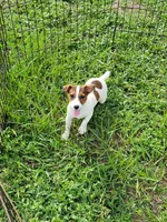 Joey, a male Jack Russell Terrier for sale in Live Oak, FL – 6 of 6
