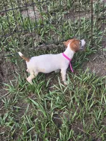 Sugar, a female Jack Russell Terrier for sale in Live Oak, FL – 6 of 7