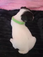 Diamond, a female Jack Russell Terrier for sale in Live Oak, FL – Photo 2 of 4