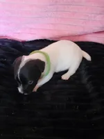 Diamond, a female Jack Russell Terrier for sale in Live Oak, FL – Photo 3 of 4