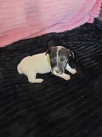 Diamond, a female Jack Russell Terrier for sale in Live Oak, FL – Photo 4 of 4