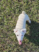 Jack, a male Jack Russell Terrier for sale in Live Oak, FL – 3 of 8