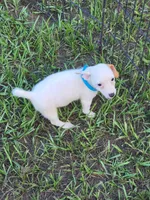 Hank, a male Jack Russell Terrier for sale in Live Oak, FL – 5 of 8