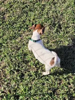 Landon, a male Jack Russell Terrier for sale in Live Oak, FL – 7 of 8