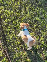 Charlie, a male Jack Russell Terrier for sale in Live Oak, FL – 4 of 7