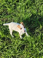 Roxy, a female Jack Russell Terrier for sale in Live Oak, FL – 7 of 8
