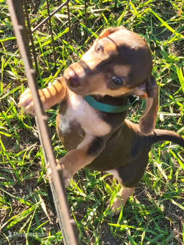 Nikita – Miniature Dachshund puppy for sale in Live Oak, FL
