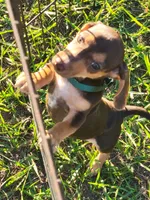 Nikita, a male Miniature Dachshund for sale in Live Oak, FL – 1 of 6