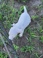 Ronnie, a male Jack Russell Terrier for sale in Live Oak, FL – 3 of 7