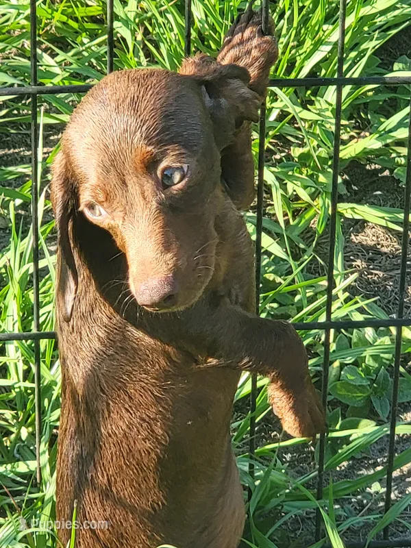 Rosalie – Dachshund puppy for sale in Live Oak, FL