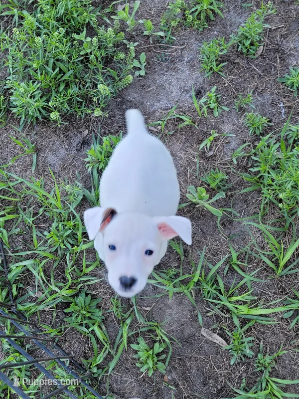 Ronnie – Jack Russell Terrier puppy for sale in Live Oak, FL