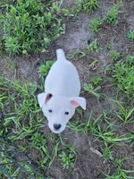 Ronnie, a male Jack Russell Terrier for sale in Live Oak, FL – 1 of 7