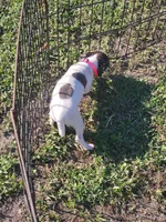 Lexi, a female Jack Russell Terrier for sale in Live Oak, FL – 3 of 7