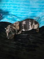 Winston, a male Dachshund for sale in Live Oak, FL – Photo 6 of 6