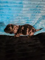 Winston, a male Dachshund for sale in Live Oak, FL – Photo 1 of 6