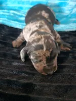 Winston, a male Dachshund for sale in Live Oak, FL – Photo 3 of 6