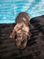 Winston, a male Dachshund for sale in Live Oak, FL – Photo 5 of 6