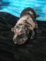 Winston, a male Dachshund for sale in Live Oak, FL – Photo 2 of 6