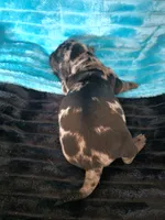 Winston, a male Dachshund for sale in Live Oak, FL – Photo 4 of 6