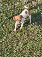 Jenny, a female Jack Russell Terrier for sale in Live Oak, FL – 3 of 5