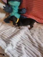 Sunflower , a female Miniature Dachshund for sale in Live Oak, FL – 3 of 9