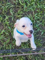 Hank, a male Jack Russell Terrier for sale in Live Oak, FL – 2 of 8