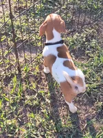 Carson, a male Jack Russell Terrier for sale in Live Oak, FL – 3 of 8