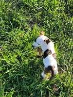 Rainbow, a female Jack Russell Terrier for sale in Live Oak, FL – 7 of 8