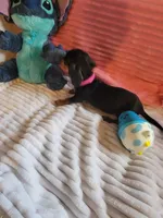 Daisy, a female Miniature Dachshund for sale in Live Oak, FL – 7 of 7