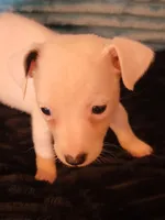 Ronnie, a male Jack Russell Terrier for sale in Live Oak, FL – 2 of 6