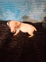 Ronnie, a male Jack Russell Terrier for sale in Live Oak, FL – 3 of 6