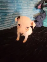 Ronnie, a male Jack Russell Terrier for sale in Live Oak, FL – 5 of 6