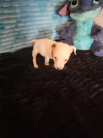 Ronnie, a male Jack Russell Terrier for sale in Live Oak, FL – 6 of 6