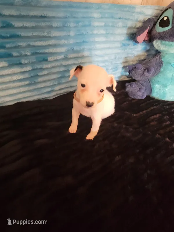 Ronnie – Jack Russell Terrier puppy for sale in Live Oak, FL