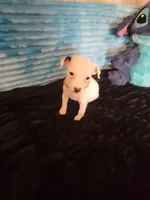 Ronnie, a male Jack Russell Terrier for sale in Live Oak, FL – 1 of 6