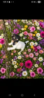 Chip, a male Jack Russell Terrier for sale in Live Oak, FL – 2 of 6